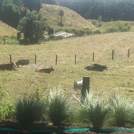 Pukeko Lodge Bnb New Plymouth Bagian luar foto