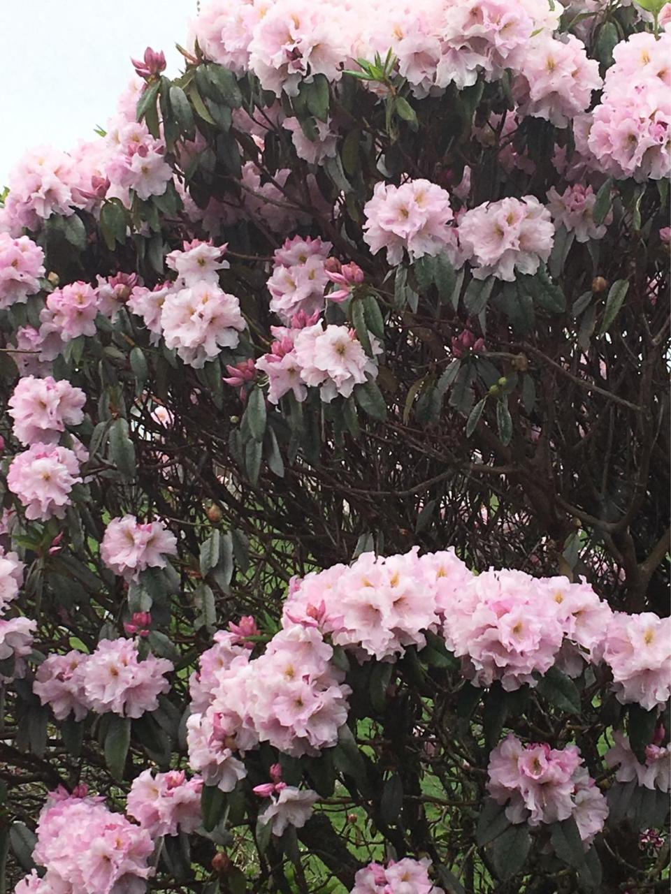 Pukeko Lodge Bnb New Plymouth Bagian luar foto