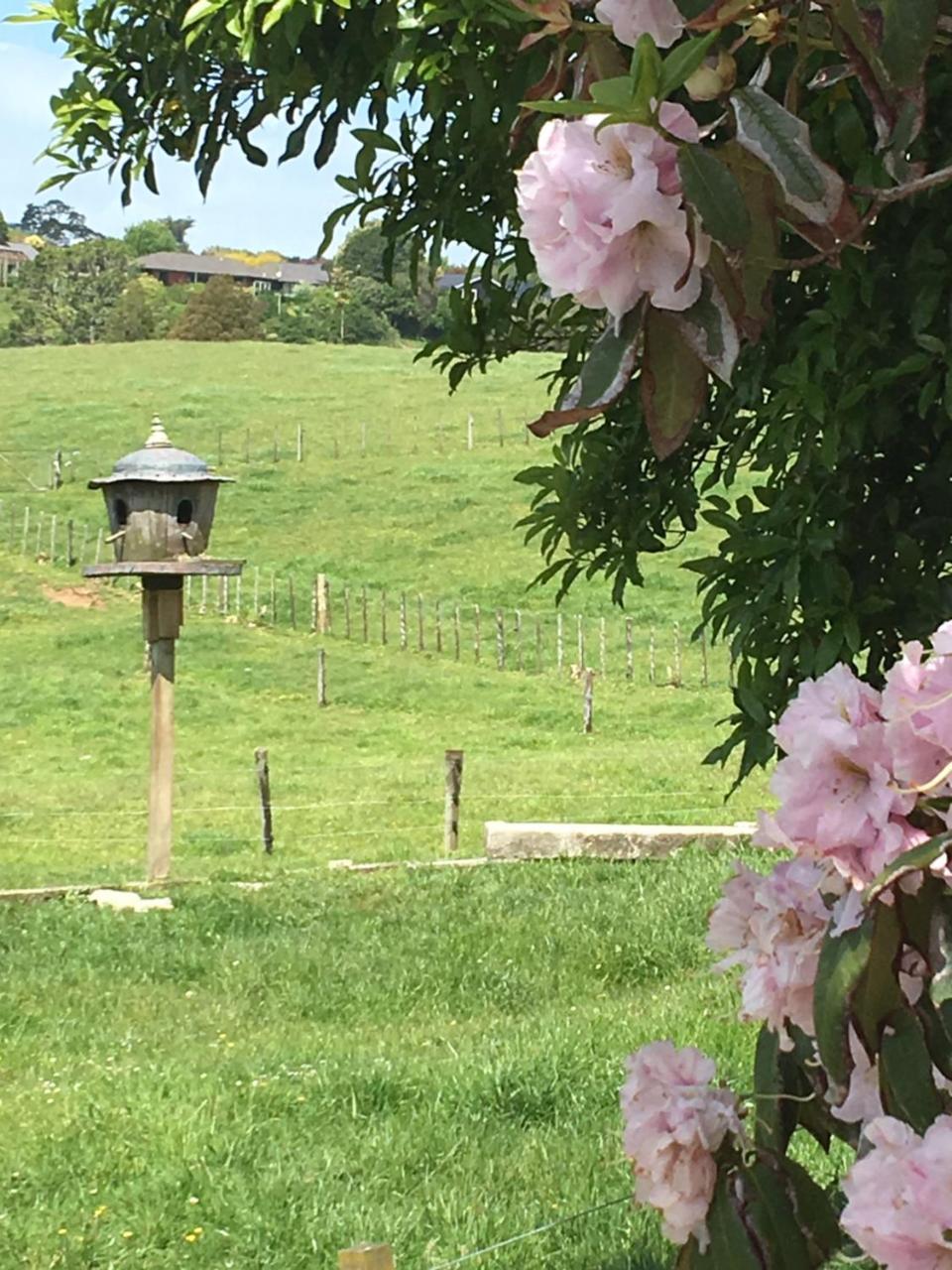Pukeko Lodge Bnb New Plymouth Bagian luar foto