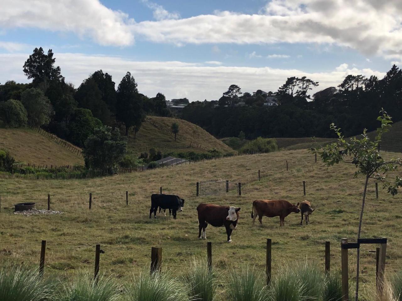 Pukeko Lodge Bnb New Plymouth Bagian luar foto